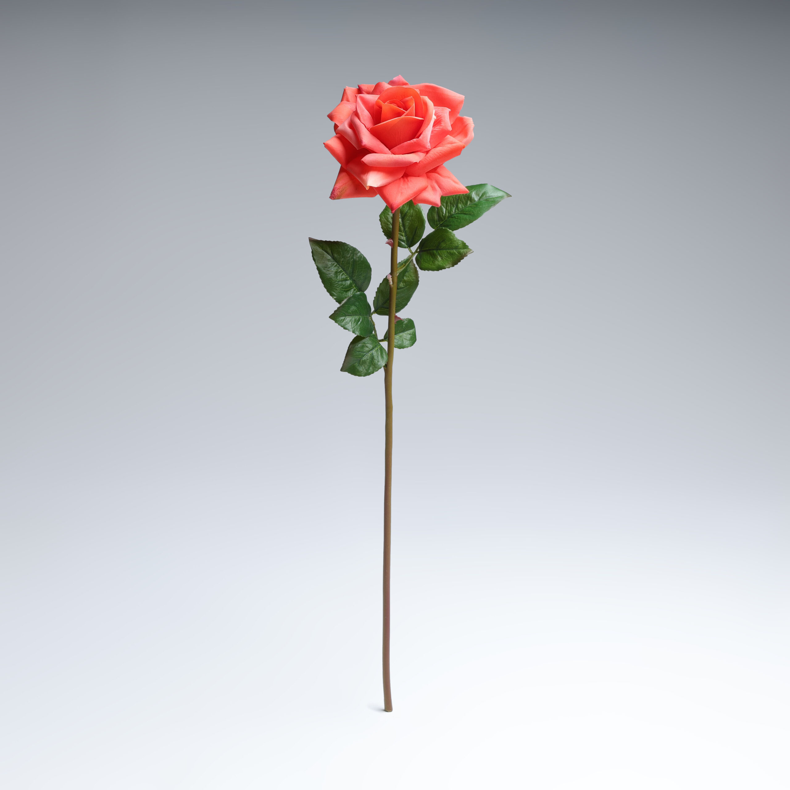 Rose specimen on gradient background